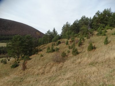 úbočie s niekoľkými stromami a svahom s niekoľkými stromami a svahom s niekoľkými stromami a svahom s niekoľkými stromami a svahom s niekoľkými stromami