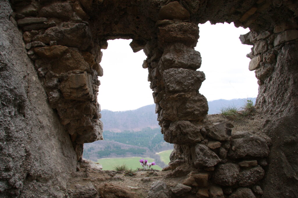 Poniklec prostredný