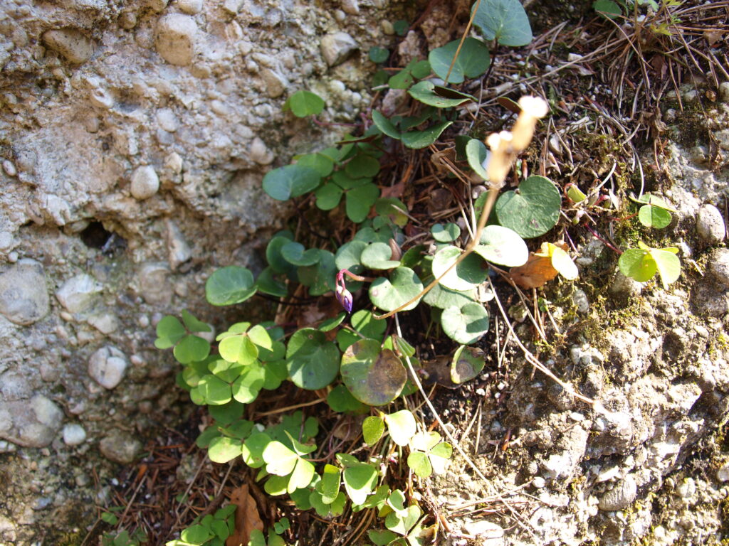 Soldanelka karpatská