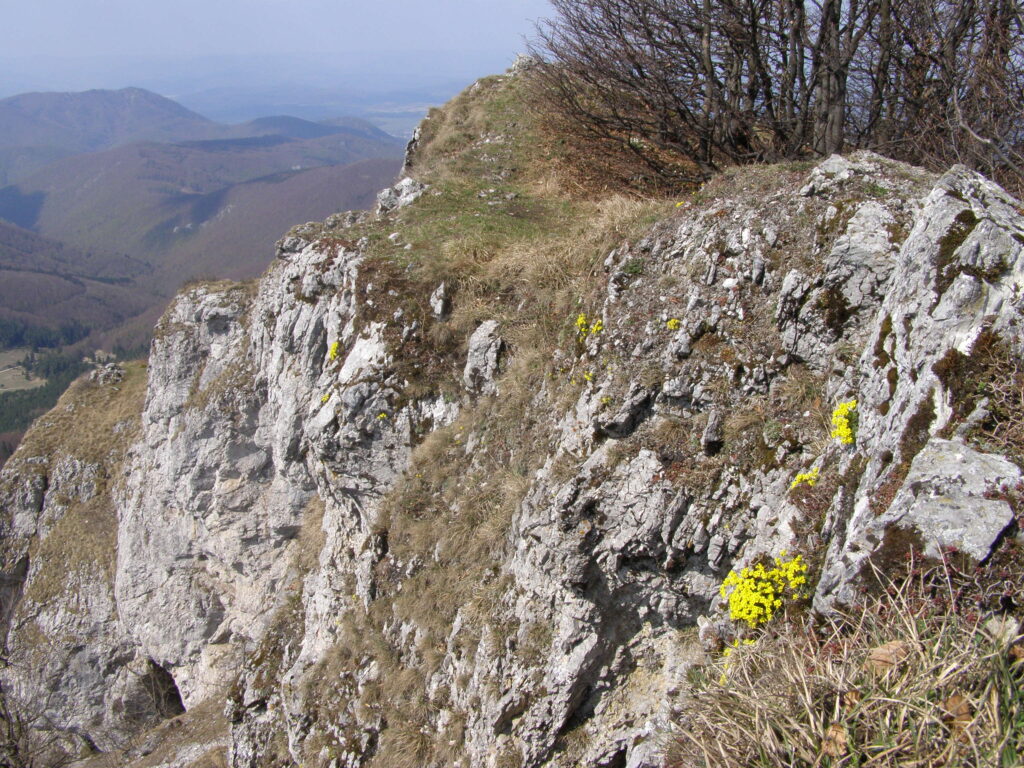 Chudôbka vždyzelená