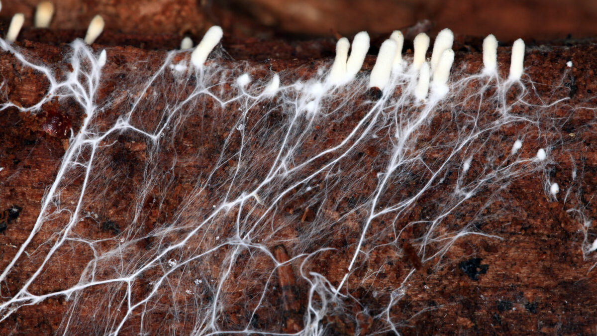 Mycelium